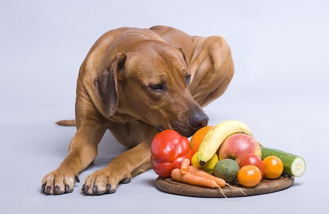 Какие овощи можно собакам