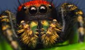 Найвражаючі павуки нашої планети