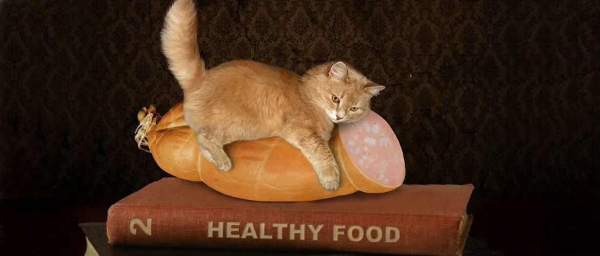 15 котячих «табу»: продукти, небезпечні для вашого улюбленця
