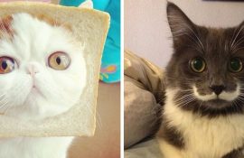 котики