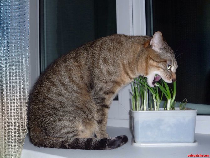 кіт їсть цибулю