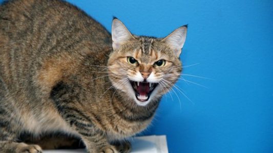 Почему собаки и кошки ссорятся между собой?