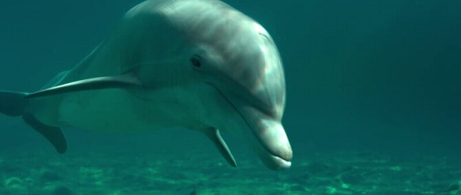 Найкрасивіші і пізнавальні фільми про дельфінів 3