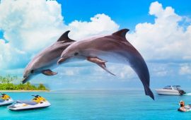 Самые красивые и познавательные фильмы про дельфинов