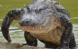 ТОП фільмів про крокодилів, які не можна пропустити