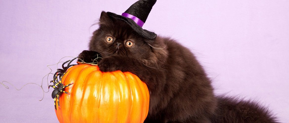 Ужасно милые: коты и Хэллоуин