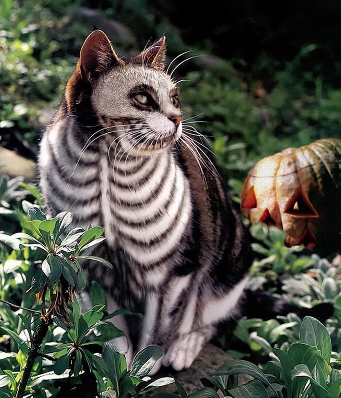 Ужасно милые: коты и Хэллоуин 31