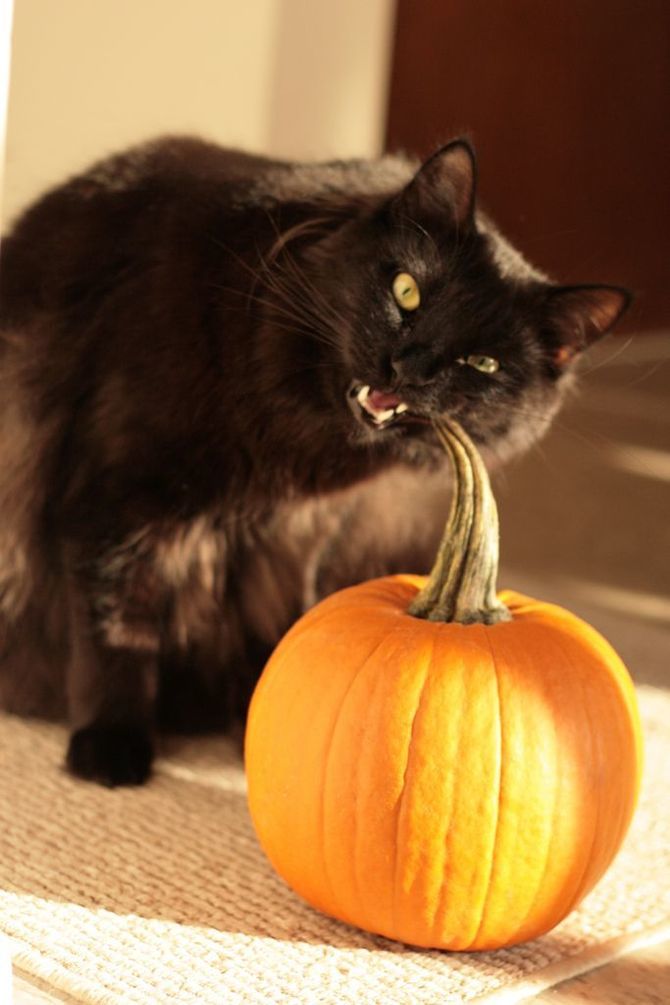 Ужасно милые: коты и Хэллоуин 2