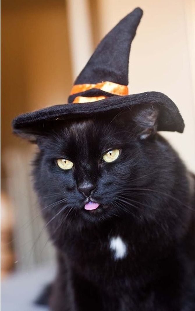 Ужасно милые: коты и Хэллоуин 17