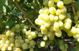 Характеристика и особенности посадки винограда «Талисман»