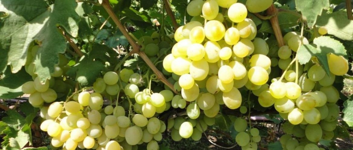 Характеристика и особенности посадки винограда «Талисман»