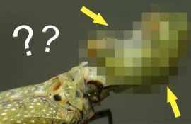 10 найбільш незвичайних мешканців амазонських джунглів