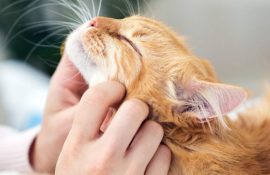 Чим корисне для нас котяче муркотіння
