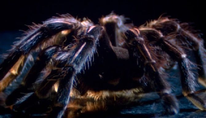 10 найбільш незвичайних і фантастичних фільмів про комах 3