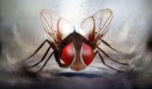 10 найбільш незвичайних і фантастичних фільмів про комах