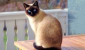 36 удивительных фактов о кошках
