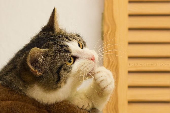 36 удивительных фактов о кошках 5