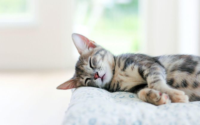 «Не будите меня», или Почему кошки так много спят 2