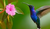 Всесвітній день птахів: красиві привітання