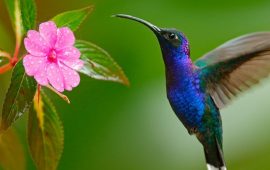 Всесвітній день птахів: красиві привітання
