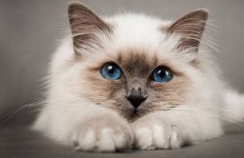 Коти – закінчені егоїсти. Правда чи наклеп?
