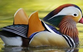 10 найкрасивіших птахів планети