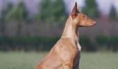 5 самых  редких пород собак на планете