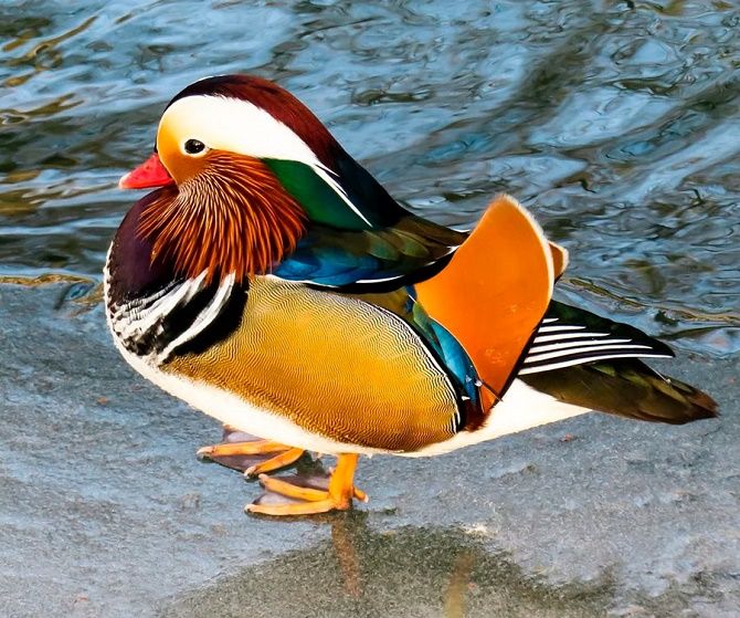 10 самых красивых птиц планеты 2