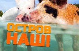 5 незвичайних островів, захоплених тваринами