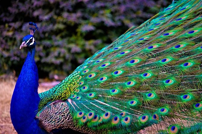 10 самых красивых птиц планеты 1