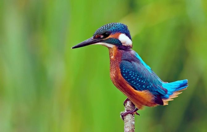 10 найкрасивіших птахів планети 5
