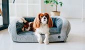 Harley and Cho: лучшие аксессуары и мебель для собак и кошек
