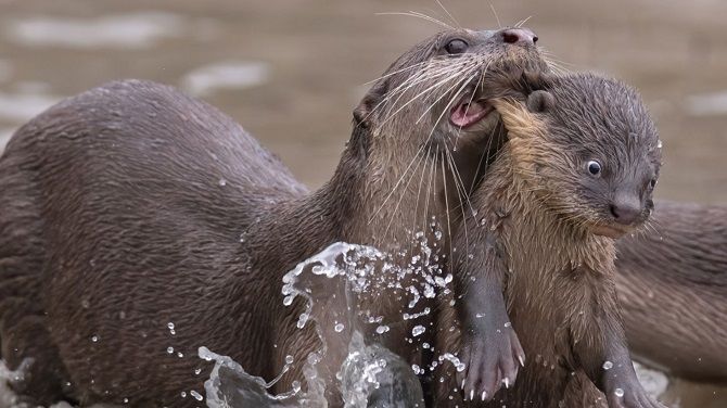 10 смішних фотографій тварин, які підкорили журі Comedy Wildlife Photography Awards 2021 4
