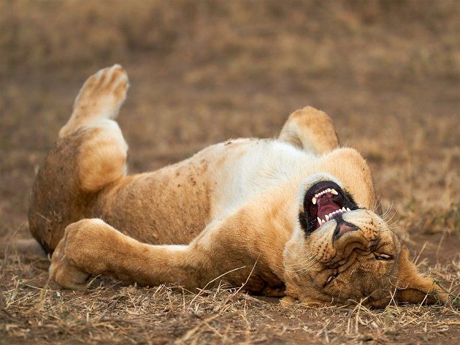 10 смешных фотографий животных, которые покорили жюри Comedy Wildlife Photography Awards 2021 8