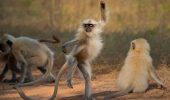 10 смешных фотографий животных, которые покорили жюри Comedy Wildlife Photography Awards 2021