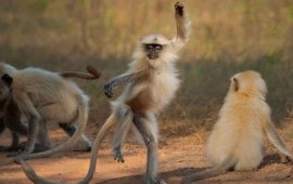 10 смішних фотографій тварин, які підкорили журі Comedy Wildlife Photography Awards 2021