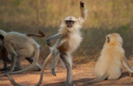 10 смешных фотографий животных, которые покорили жюри Comedy Wildlife Photography Awards 2021