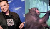 Епоха чіпізації: Ілон Маск вживив чіп у мозок мавпи та свині, наступною може стати людина
