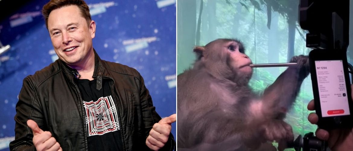 Эпоха чипизации: Илон Маск вживил чип в мозг обезьяны и свиньи, следующим может стать человек