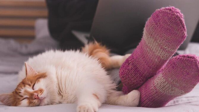 Зачем кошки спят в ногах своих хозяев? 1