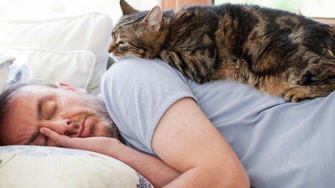 Навіщо кішки сплять у ногах своїх господарів? 3