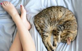 Навіщо кішки сплять у ногах своїх господарів?