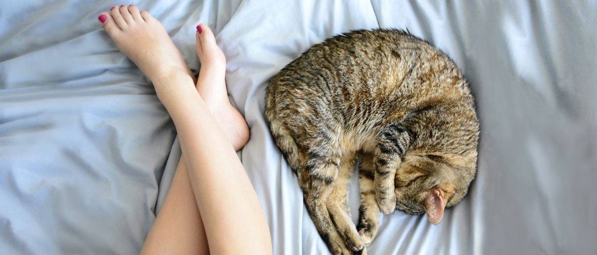 Зачем кошки спят в ногах своих хозяев?