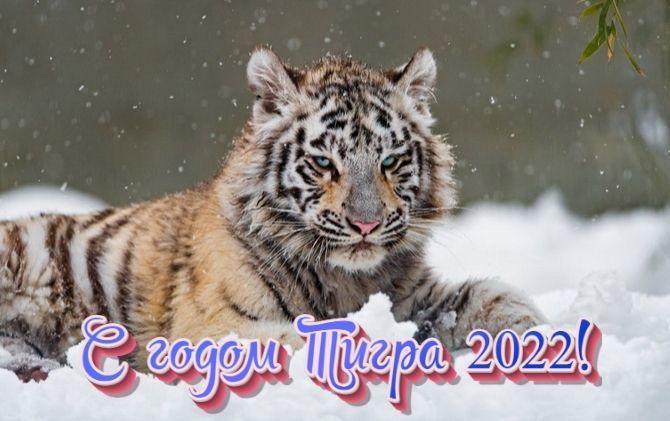 Красиві новорічні картинки на 2022 рік Водяного Тигра 15