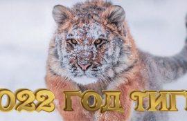Какое животное будет покровителем 2022 года и чего ожидать в Новом году?