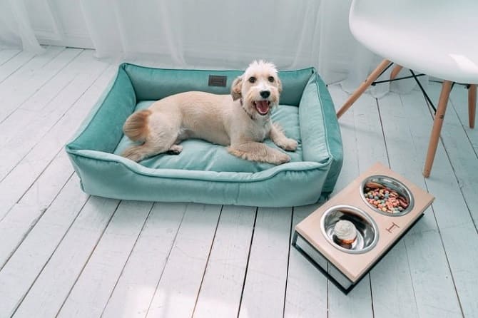 Тепло и комфортно: как выбрать кровать для собаки? 1