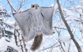 Топ-5 найбільш зворушливих тварин суворого Сибіру