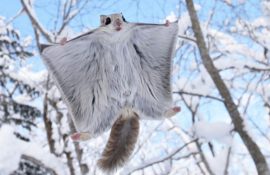 Топ-5 самых умилительных животных суровой Сибири