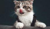 15 удивительных фактов о кошках + кото-фотоподборка для настроения