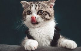 15 Surprising Cat Facts + Mood Cat Photo Collection